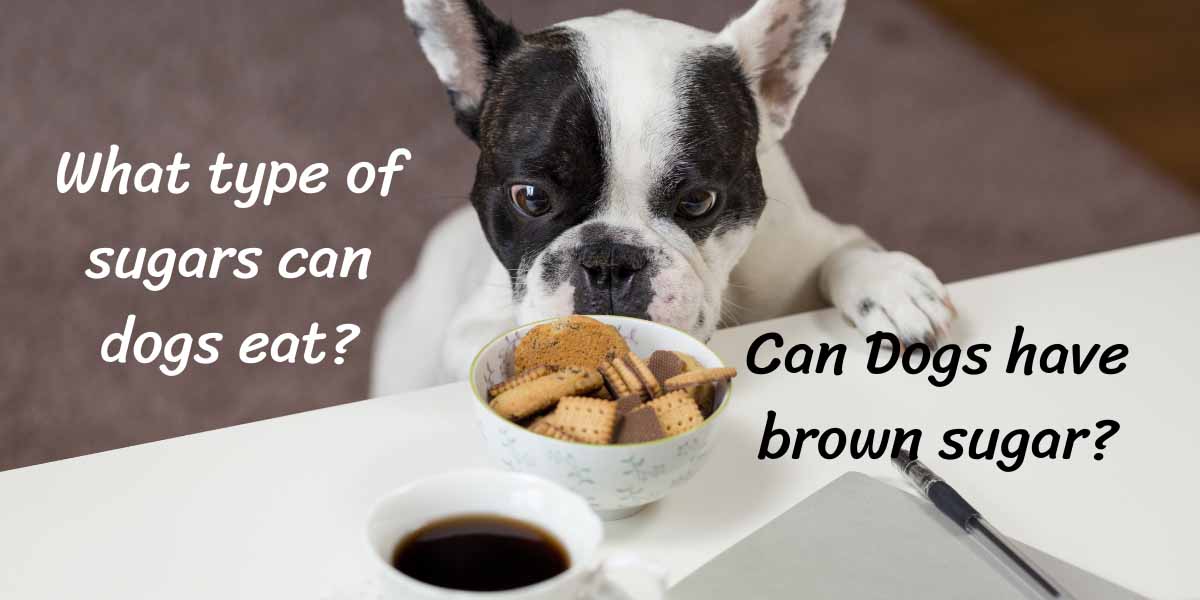 can dogs have brown sugar? | What type of sugars can dogs eat?
